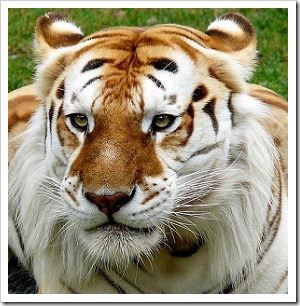 Vietname: População de tigres selvagens reduzida a 50 exemplares, metede do que há 10 anos